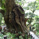 來宮神社の大楠