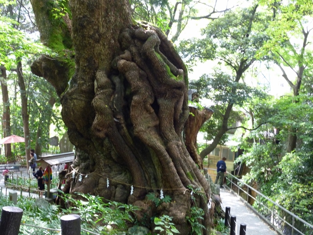 來宮神社の大楠