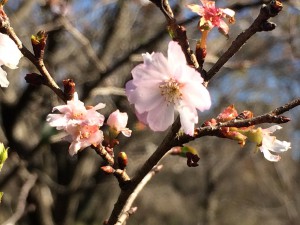 神代植物公園　十月桜