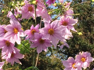 神代植物公園の皇帝ダリア 