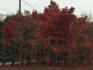 深大寺近くの紅葉