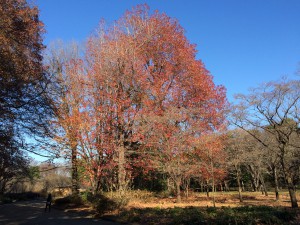 神代植物公園