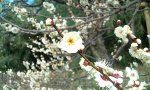 神代植物公園の梅の花。春が近づいています。