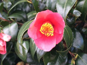 神代植物公園のツバキ　もうそろそろ終わりです