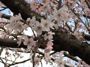 神代植物公園の桜