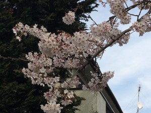 今日の野川の桜