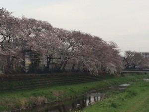 野川の桜