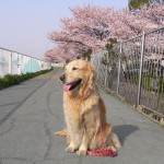 犬のいた生活　　幸せを運んでくれました