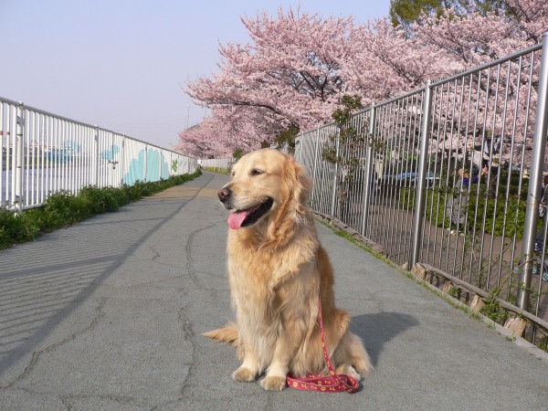 犬のいた生活　　幸せを運んでくれました