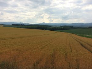 セブンスターの木のあたりの景色