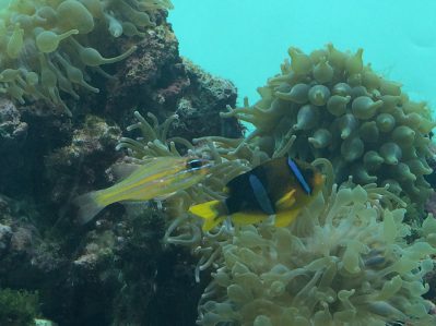 葛西臨海水族園